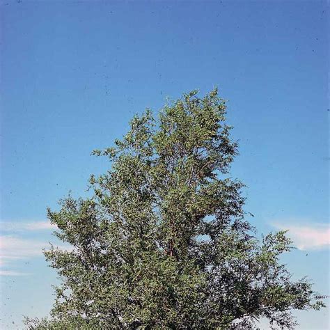 斑葉榆樹照顧|榆屬 (Ulmus) 照顧，種植，繁殖，開花時間